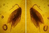 Fossil Hairy Moth (Lepidoptera) in Baltic Amber #170063-2